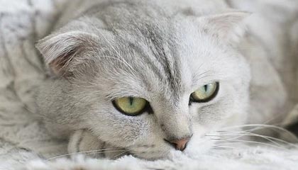 (不见面开标)竞争性磋商:金都大厦消防隐患整改工程竞争性磋商公告