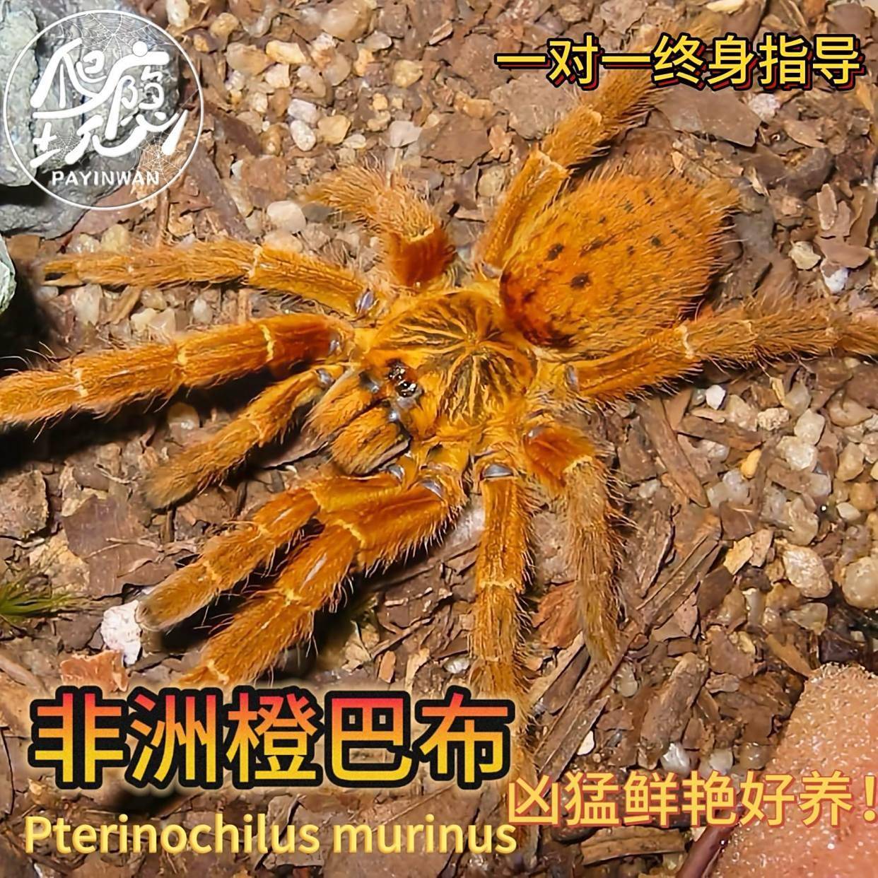 橙色的小虫子是什么虫子,你家有吗?快来看看吧!