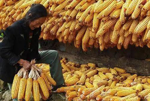 粮价或要大变天?国际粮价大涨后国内会跟着涨吗?现在终于有了答案