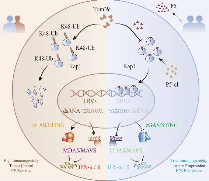 “长期缺乏性行为，会显著加速肿瘤生长” 华中大最新研究：保持性行为有利于抗癌